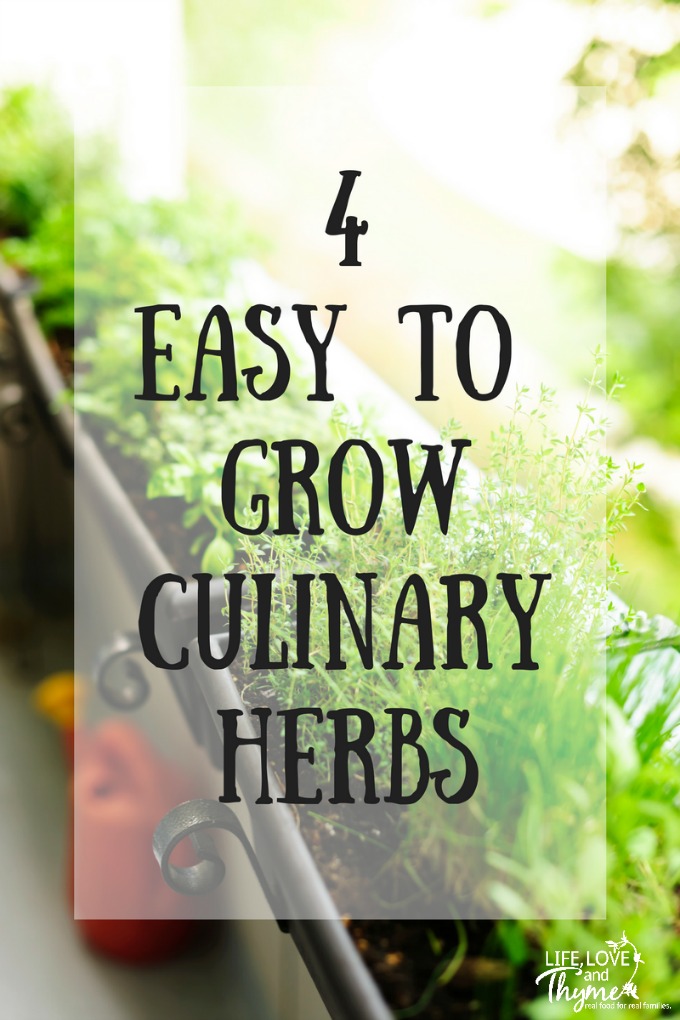 4 Easy to Grow Culinary Herbs