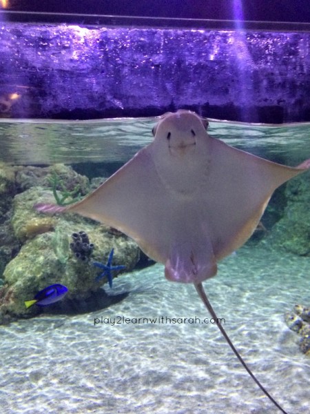 Austin Aquarium Sting Ray | Play 2 Learn with Sarah