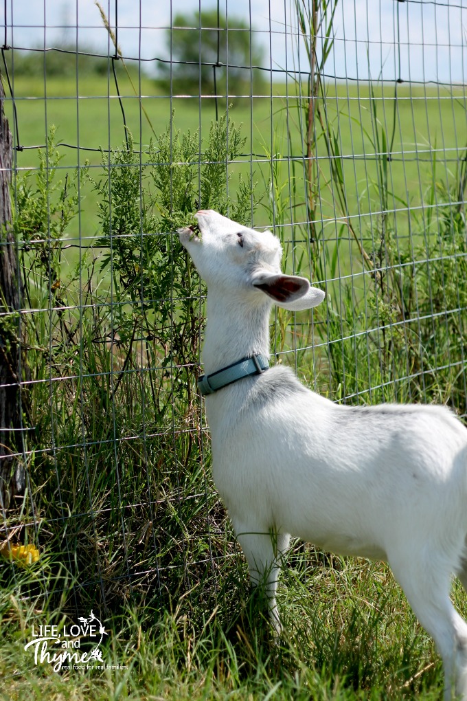 Buttercup Grazing