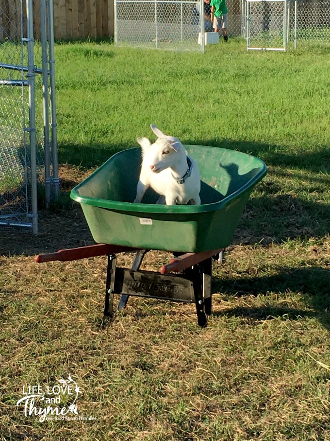 Buttercup in a Wheelbarrow