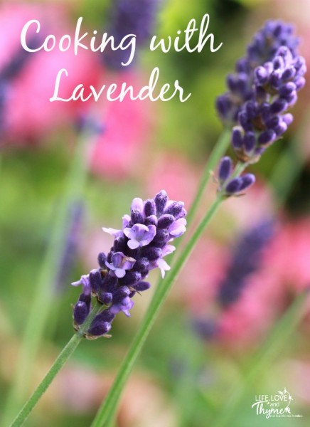 Cooking with Lavender - Recipes for drinks, desserts and everything in between