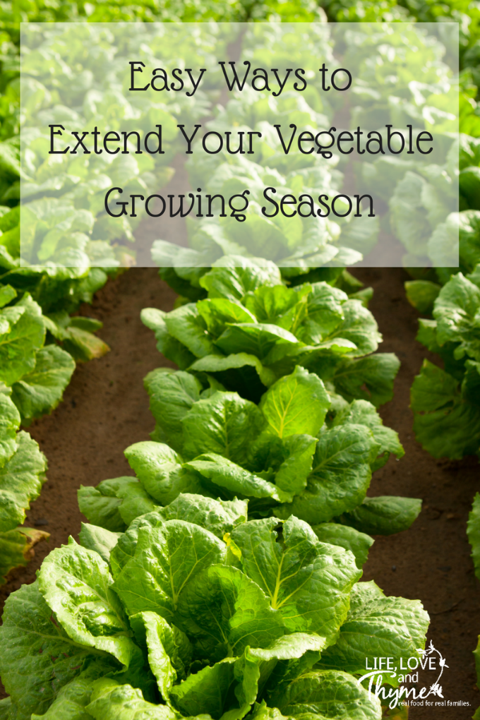 Easy Ways to Extend Your Vegetable Growing Season