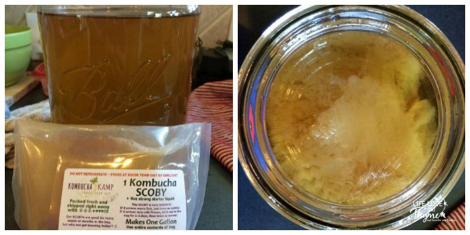 Kombucha Tea Collage - Really easy to make at home and full of tons of health benefits.