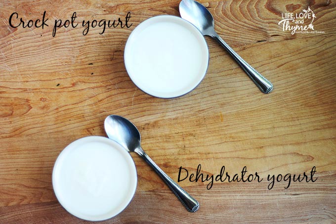 Make Your Own Yogurt - Making your yogurt in a food dehydrator makes yogurt 5.5 hours faster than using a crock pot.