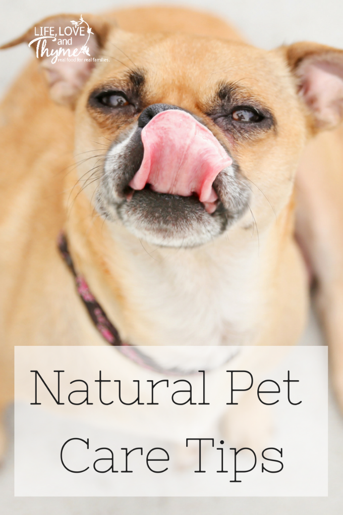 Natural Pet Care Tips