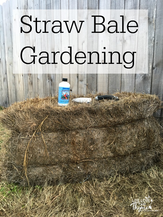 Straw Bale Gardening - how to get started