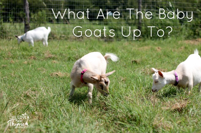 What are the Baby Goats up to?