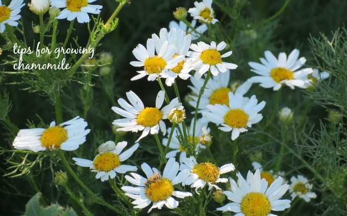 tips for growing chamomile